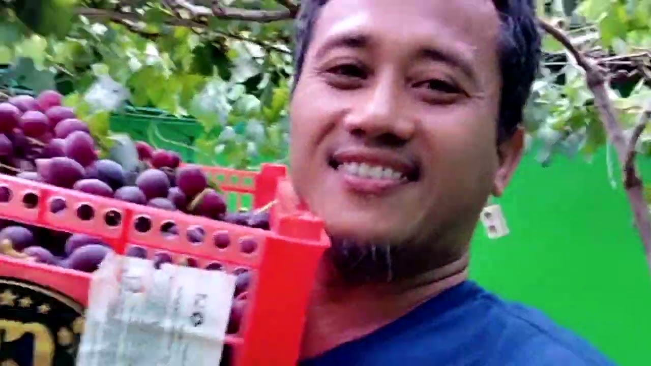Menanam anggur  di dalam kamar.@petanihidroponikcomal.2756 