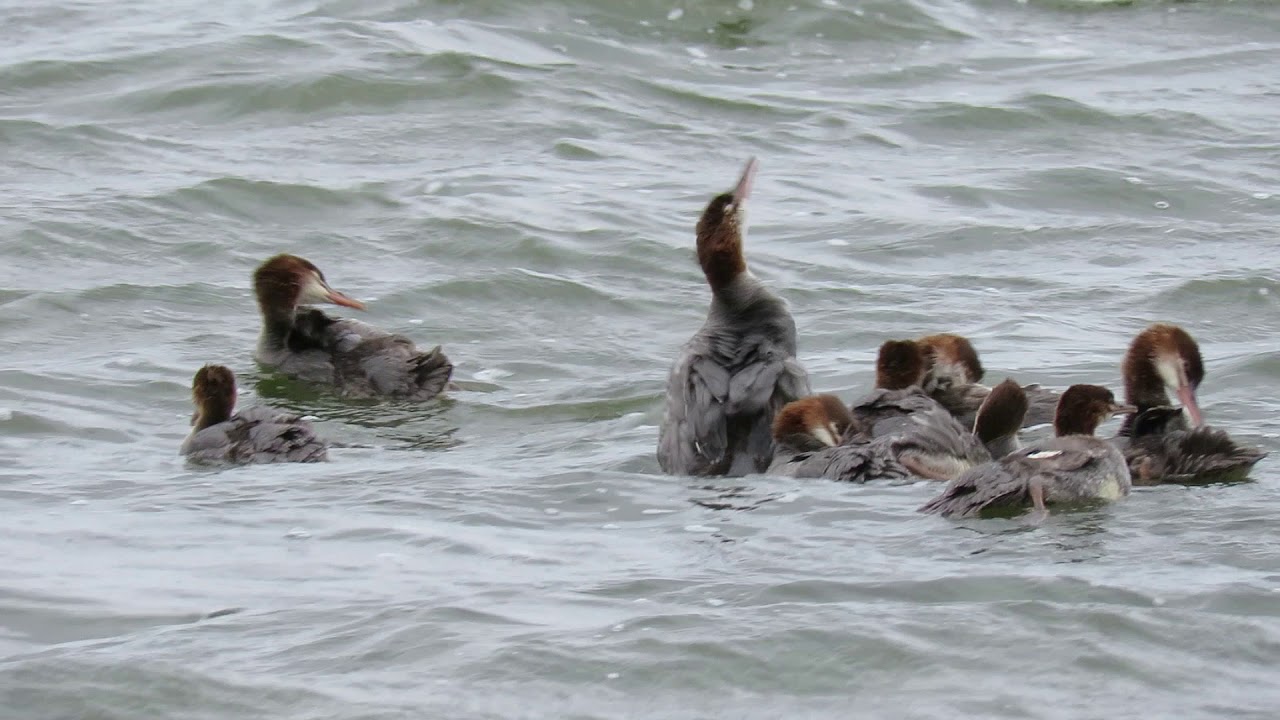 Mama Merganser on Lake Bemidji