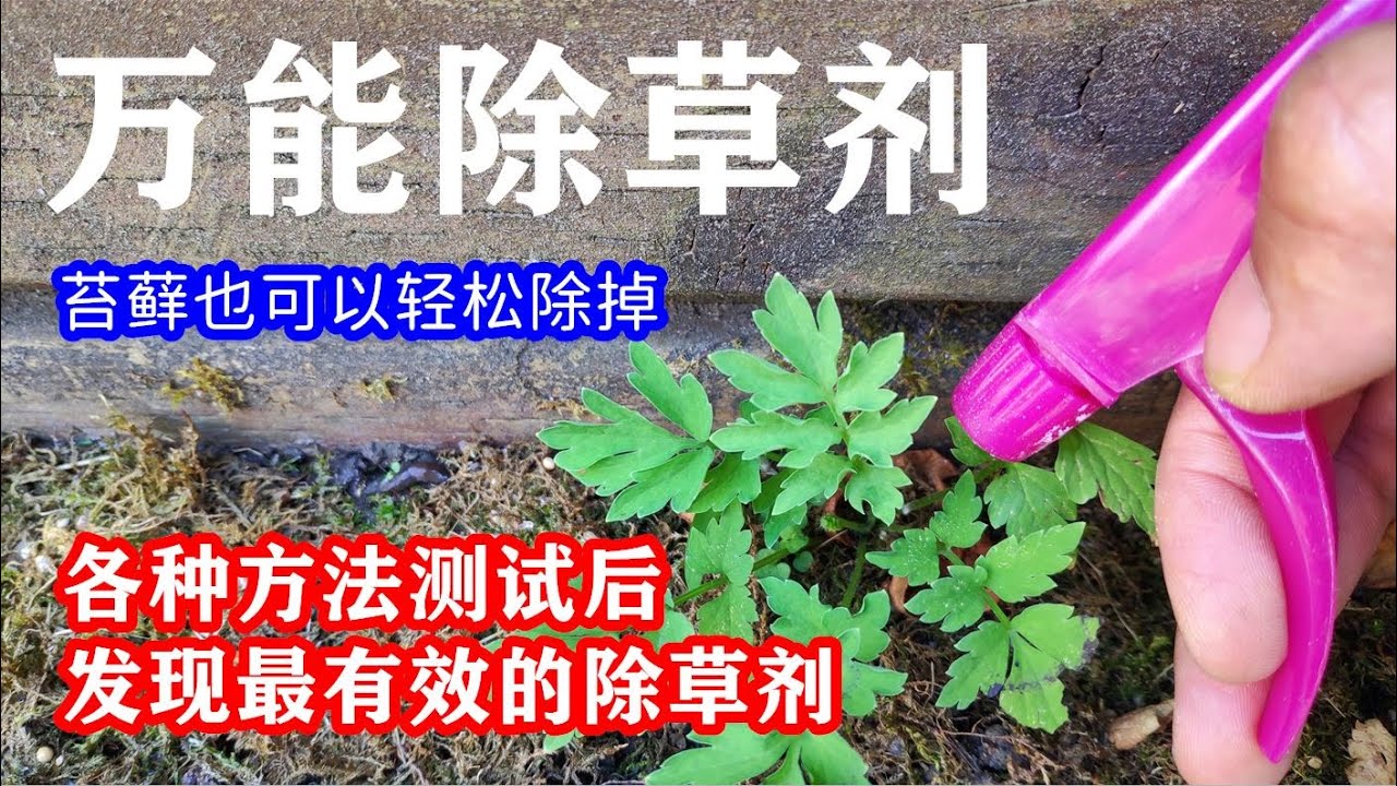 這3样東西組合成最有效的除草劑：如何消除苔蘚和杂草，從此变得很簡單