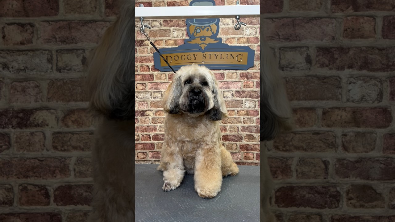 Doggy Daily Episode 159: Rosie the Tibetan Terrier 🐶 #dog #doggrooming #tibetan #tibetanterrier