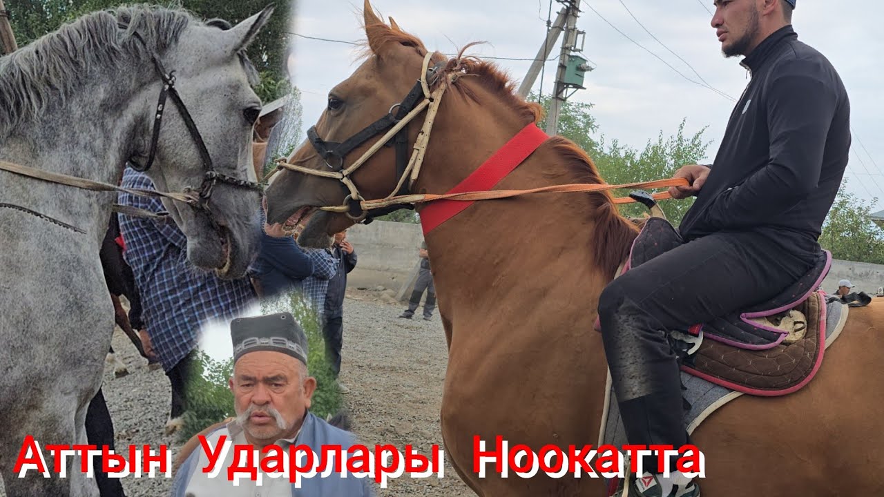 НООКАТ ЖЫЛКЫ БАЗАРЫ УКМУШ КЫЗЫДЫ ПАЙ ПАЙ ПАЙ АТТЫН УДАРЫ 