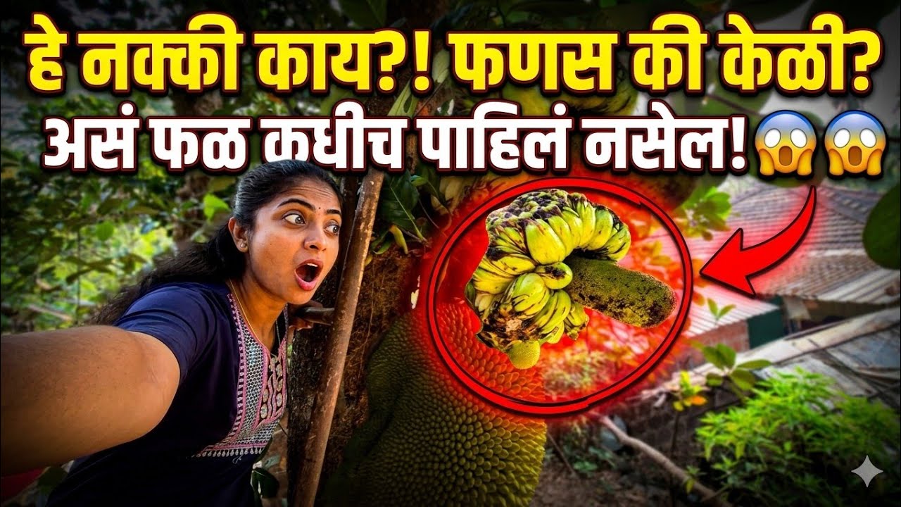 बापरे! फणसाच्या झाडावर हे काय उगवलंय 😳आजवर असं कधीच पाहिलं नसेल