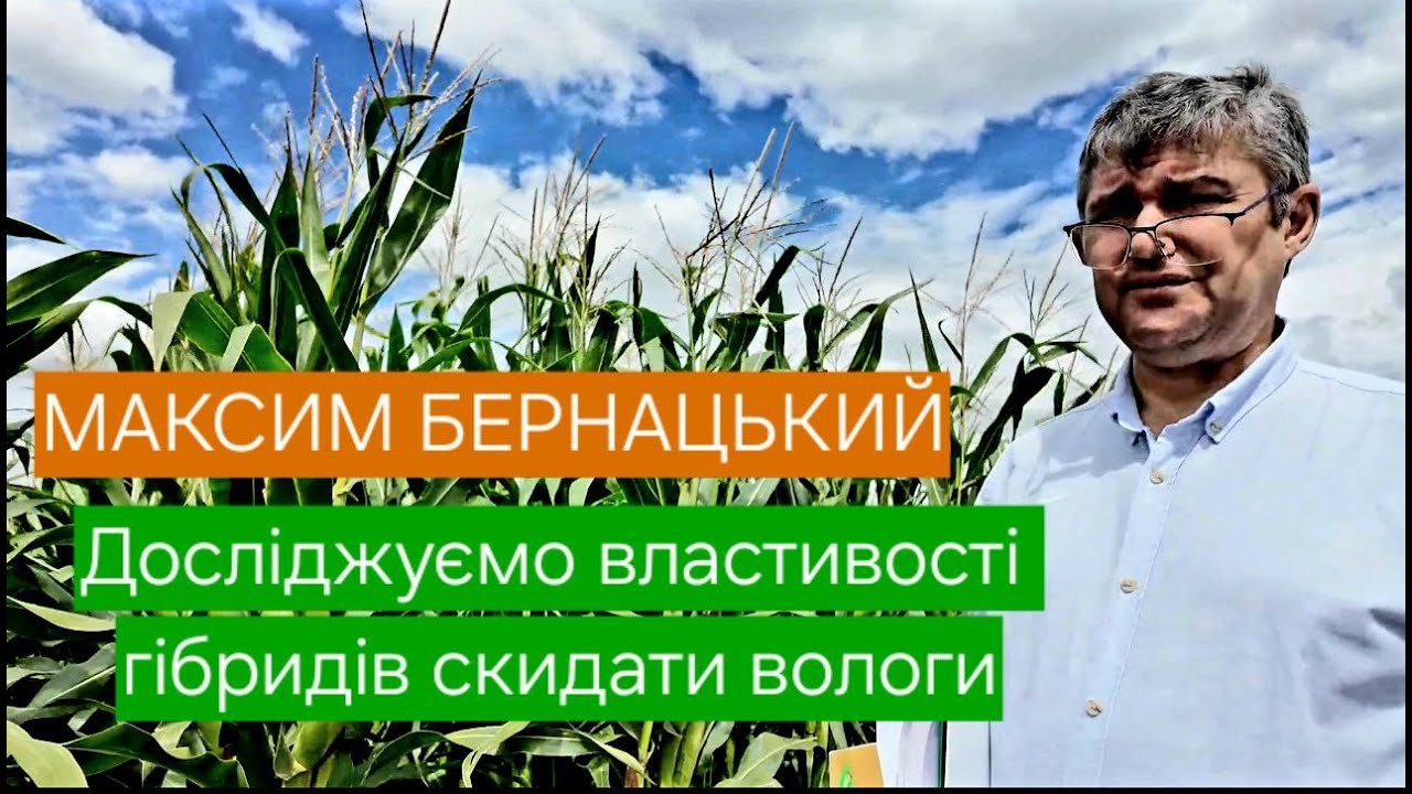 МАКСИМ БЕРНАЦЬКИЙ. ДОСЛІДЖУЄМО ВЛАСТИВОСТІ ГИБРИДІВ КУКУРУДЗИ СКИДАТИ ВОЛОГУ.