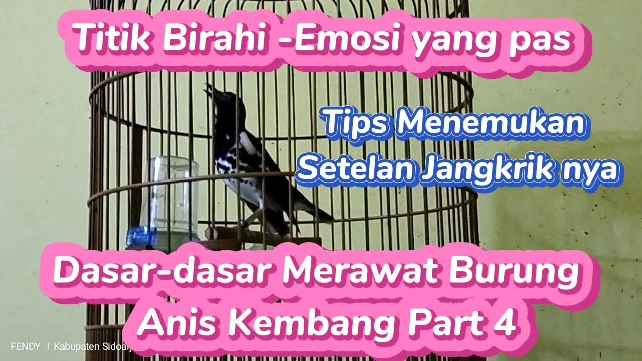 Dasar-Dasar Merawat Anis Kembang Part 4 (Menemukan Titik Birahi-Emosi yang pas)