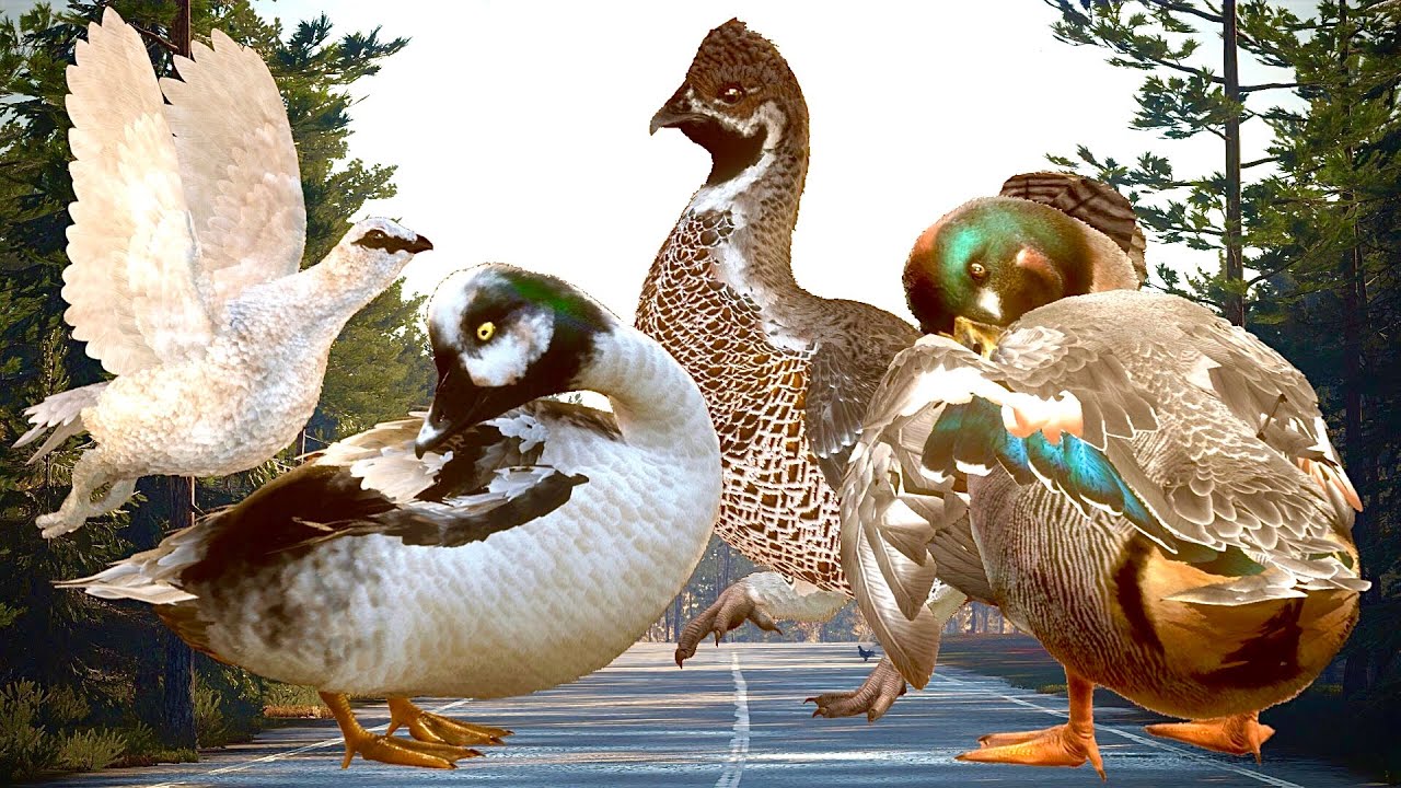 REVONTULI TROPHIES! BLUE HYBRID EURASIAN TEAL, DIAMOND LYNX, HAZEL GROUSE, WILLOW PTRAMIGAN & MORE!