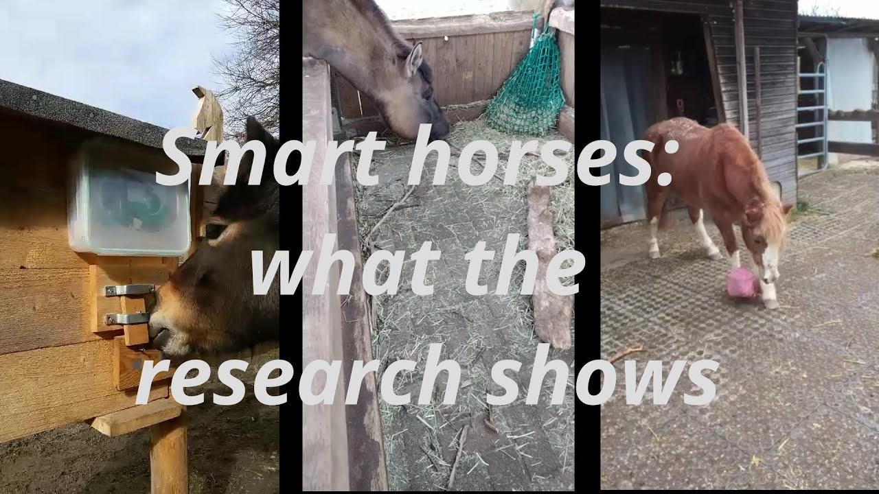 Smart horses: What the research shows