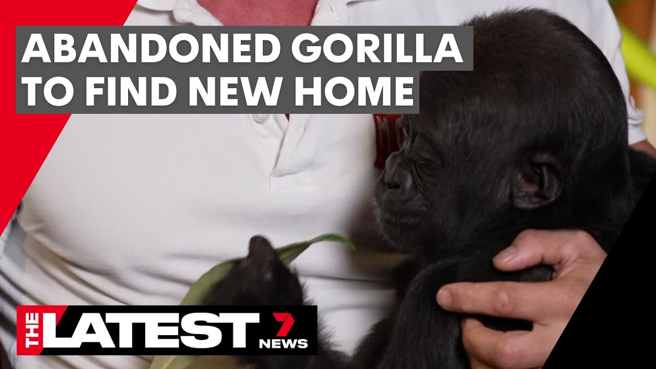 Baby gorilla abandoned at birth to find new family  | 7NEWS