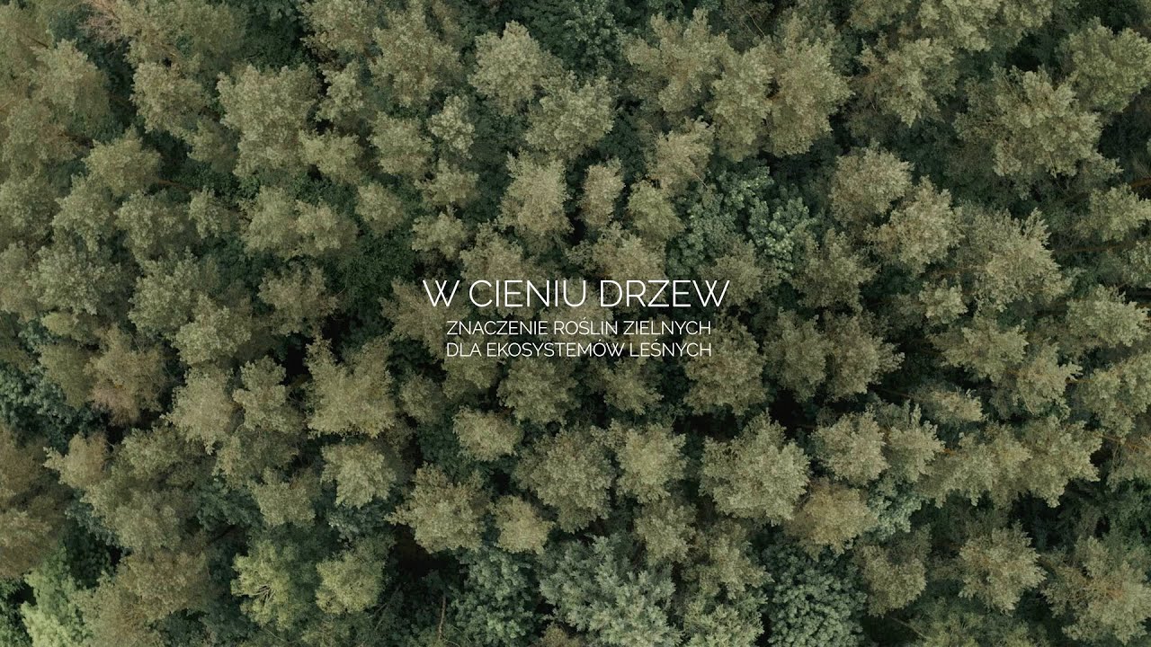 DENDRON+LOGOS - W cieniu drzew