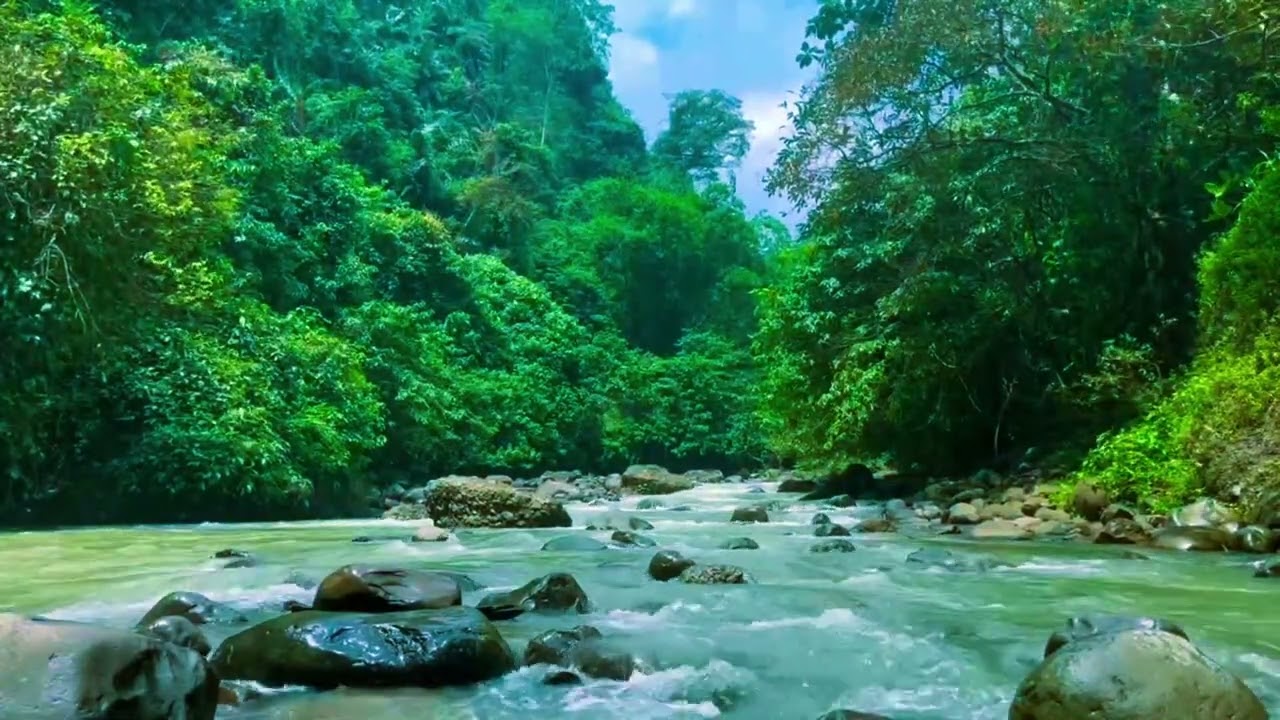 Autumn Ambience / Peaceful Forest Stream Amidst Autumn Foliage / ASMR #446