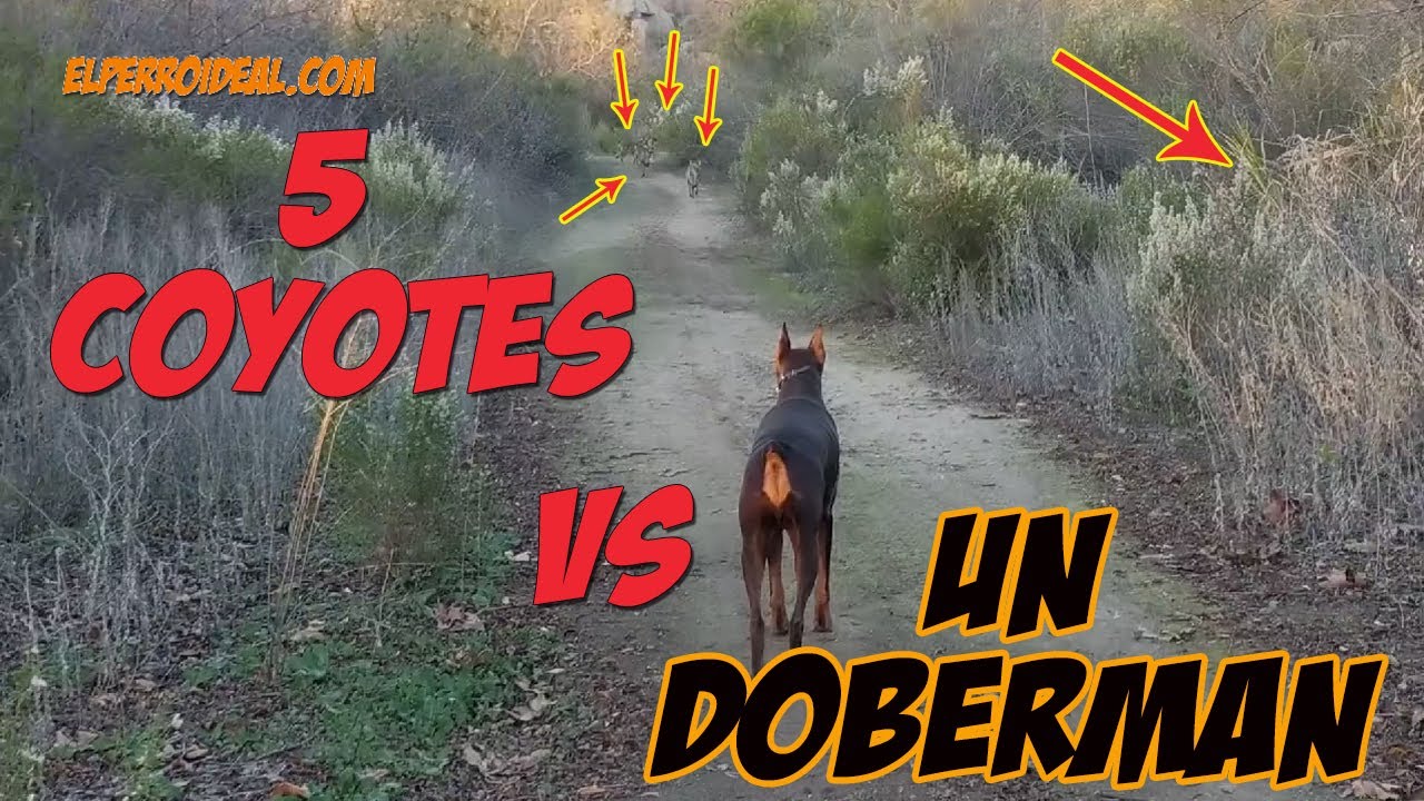 5 Coyotes Vs un Doberman
