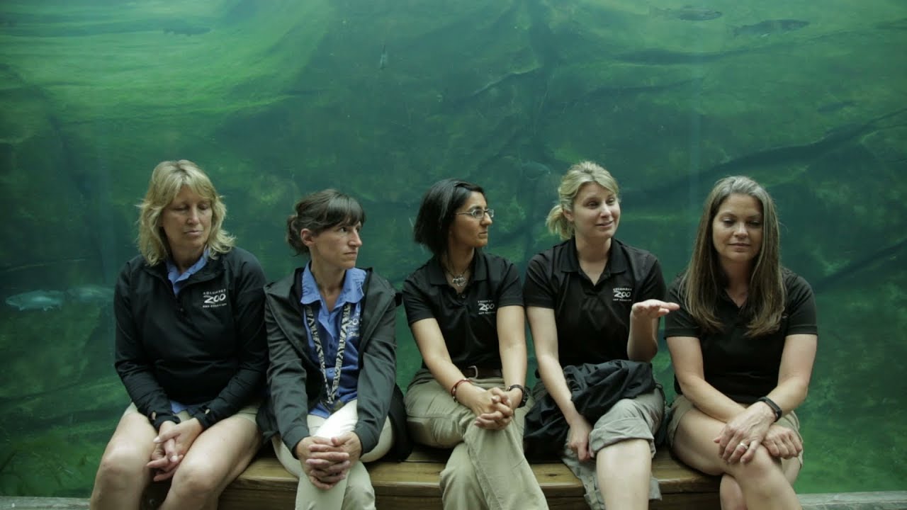 Zoo curator describes Nora's departure