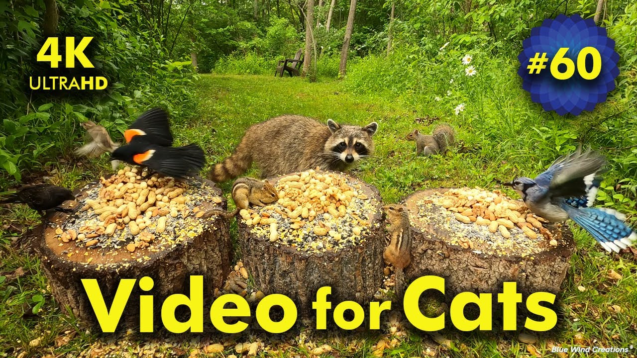 A Nice Place to Sit and Relax | Video for Cats to Watch | Video 60