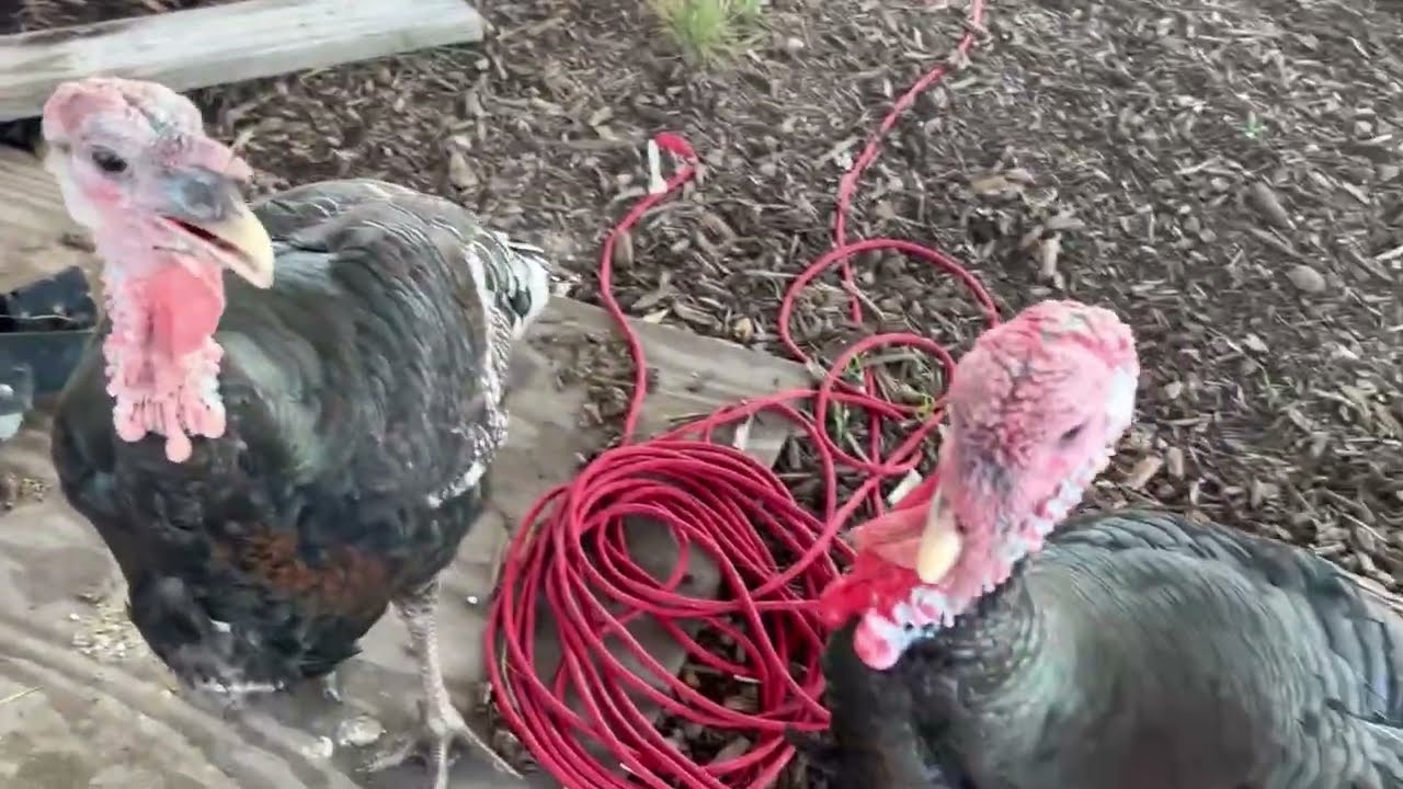 Homestead Grandma - Confused armadillos, turkeys, and a couple of sick chickens.