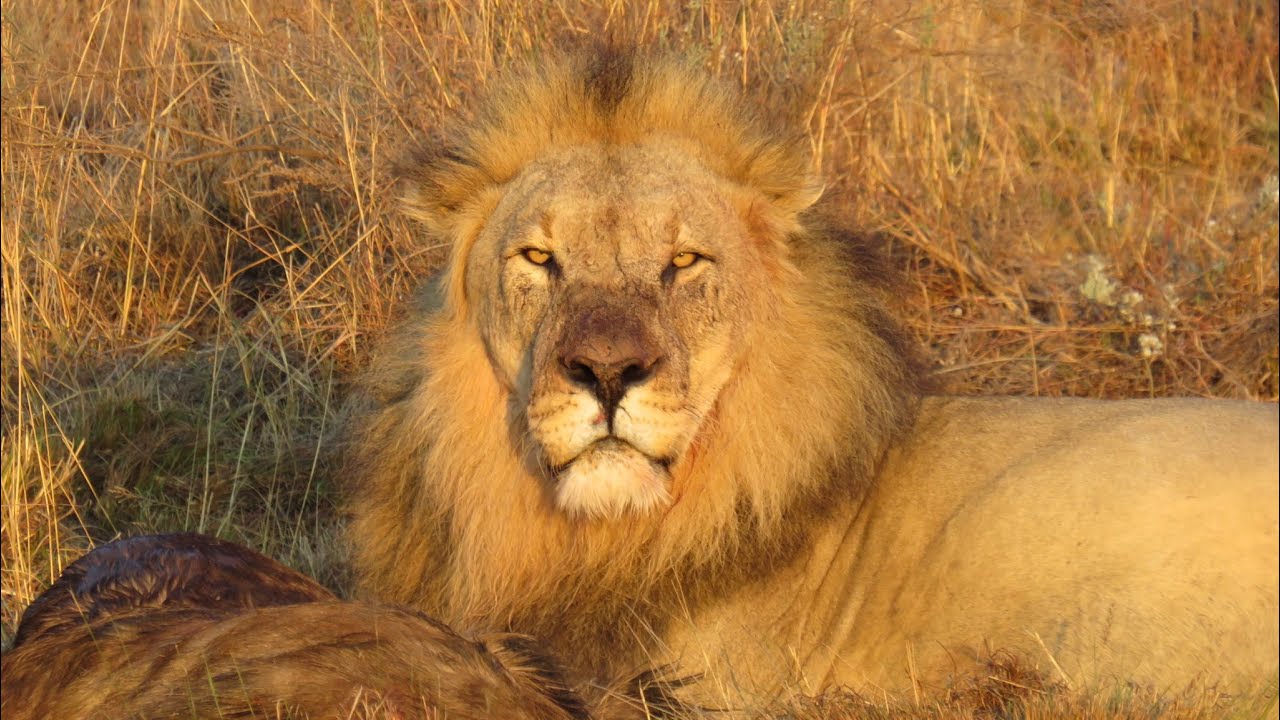 Welgevonden Game Reserve | South Africa Trip 2022
