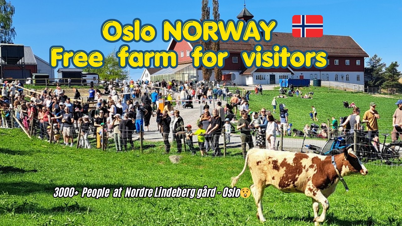 Free entry in Farm for Visitors in Oslo | Every year cows are released outside after winter!