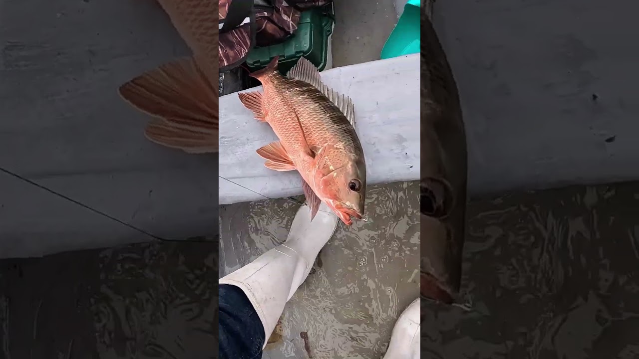 Nos fallo la bateria de la camara, pero muy buen bicho 