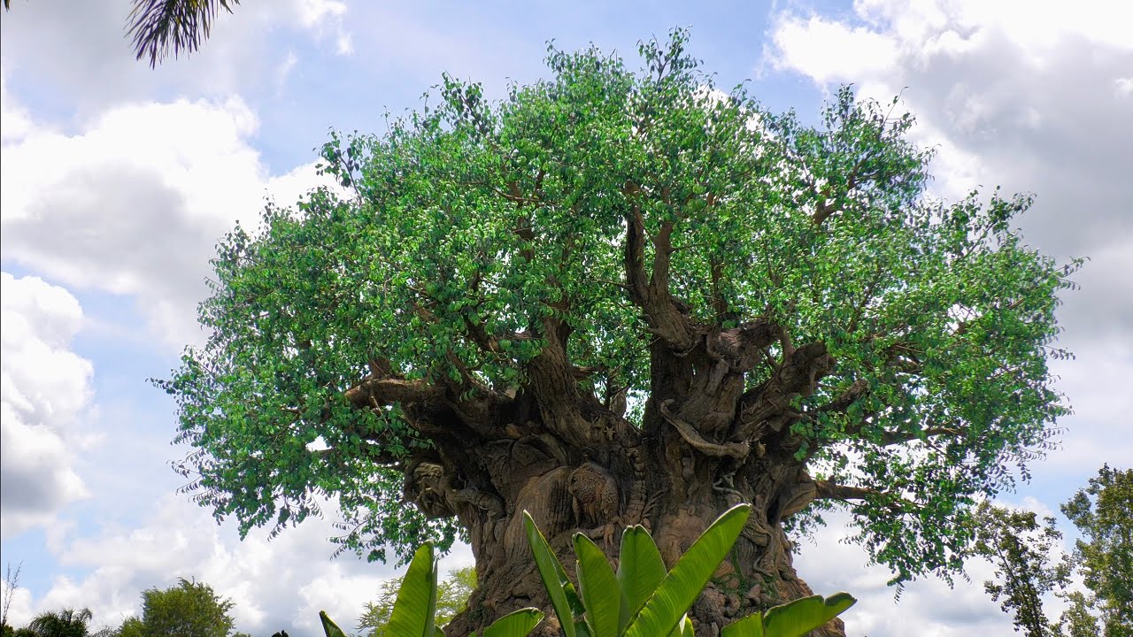 Disney's Animal Kingdom FULL Walking Tour in 4K | Walt Disney World Orlando Florida August 2020