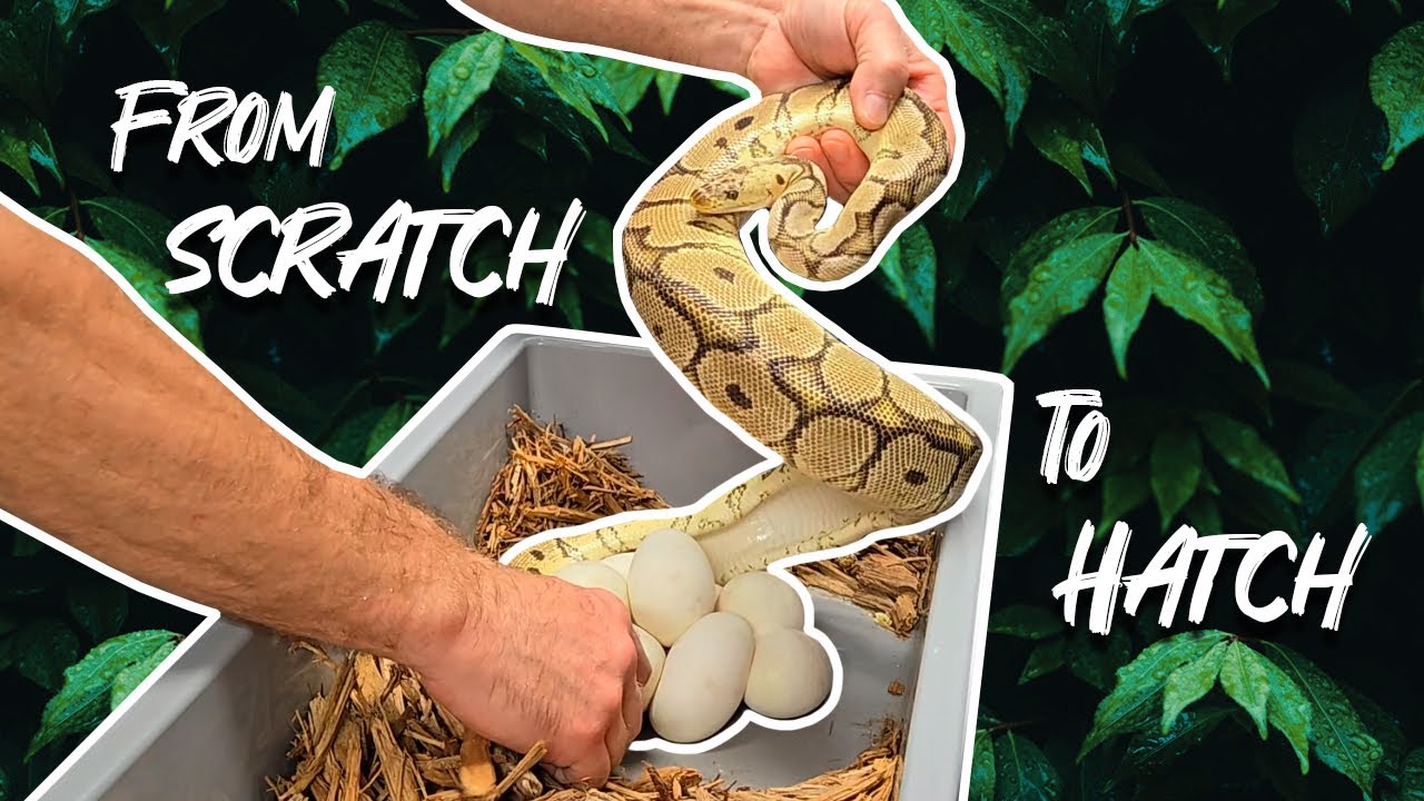 Starting up from scratch to hatch | How to breed ball pythons
