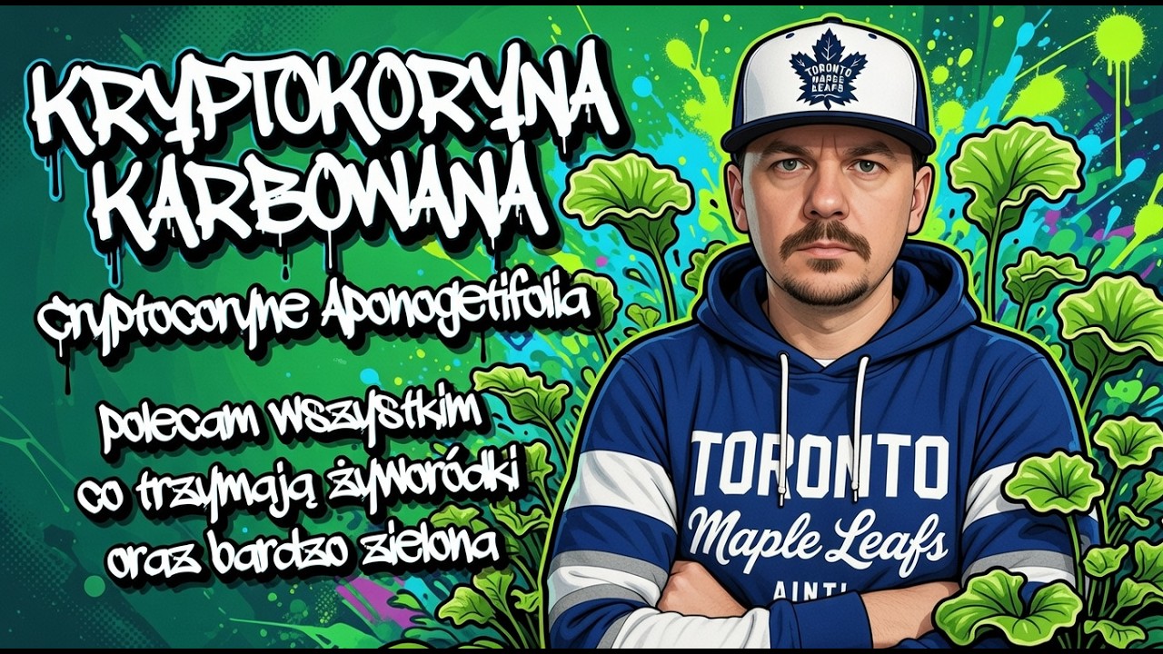 KRYPTOKORYNA KARBOWANA Cryptocoryne Aponogetifolia polecam wszystkim co trzymają żyworódki