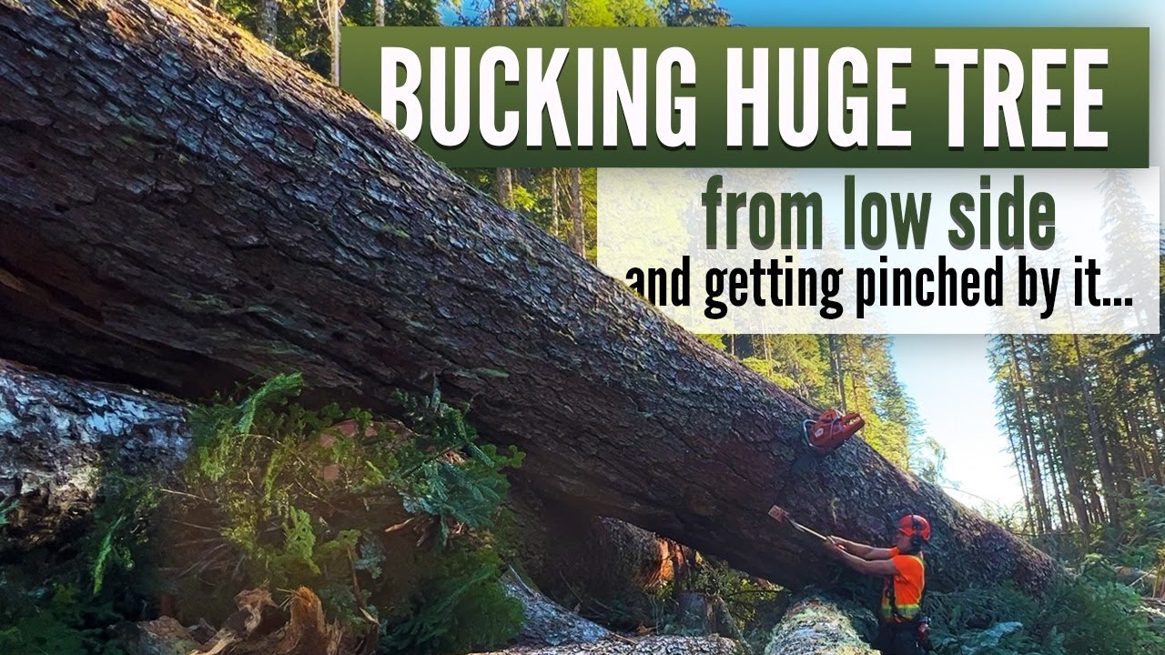 Cutting a huge Fir Tree | and getting stuck