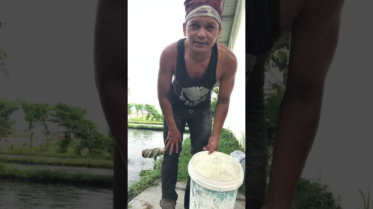 Ilmu kepatinan buat pemula #patin #airtawar #pokphand