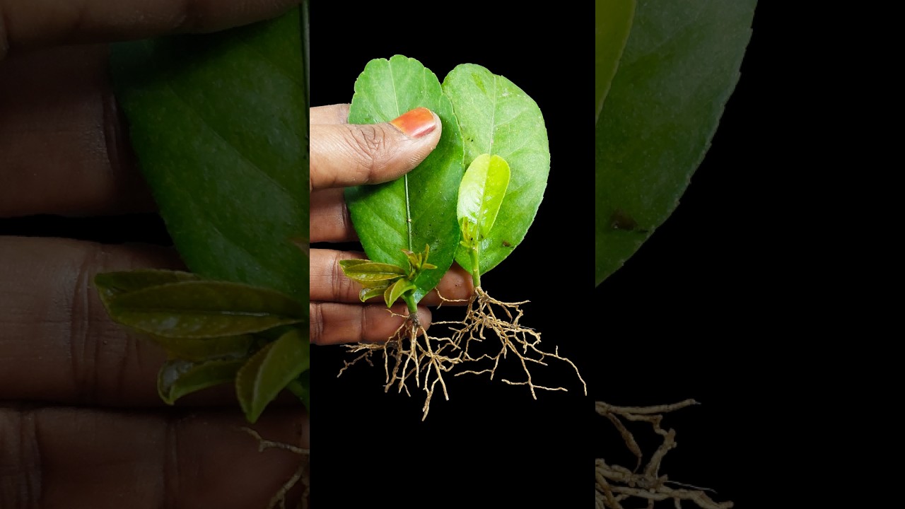 Leaf to plant | How to grow lemon plant at home from leaf //