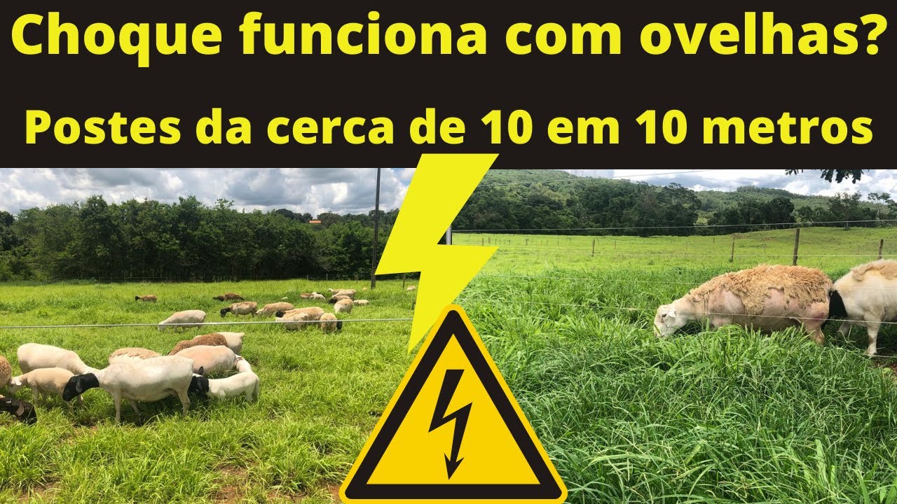Os segredos da cerca elétrica para ovinos!!!