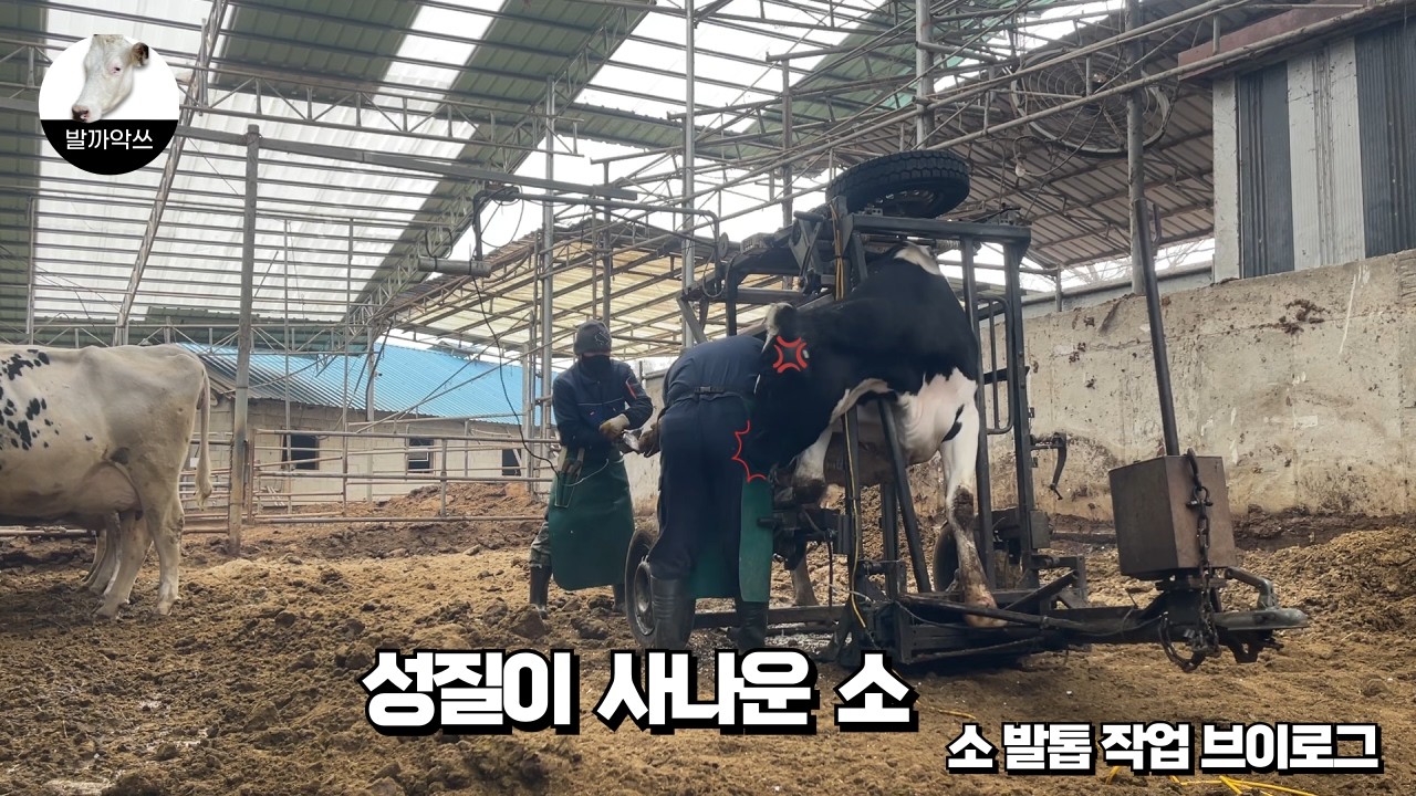 [발까악쓰의 하루] 성질이 사나운 소!