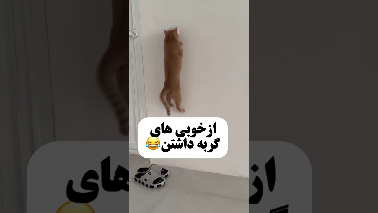 ازخوبی های گربه داشتن🤣 #cat #catfunny #خندارترین #catvideos #فان