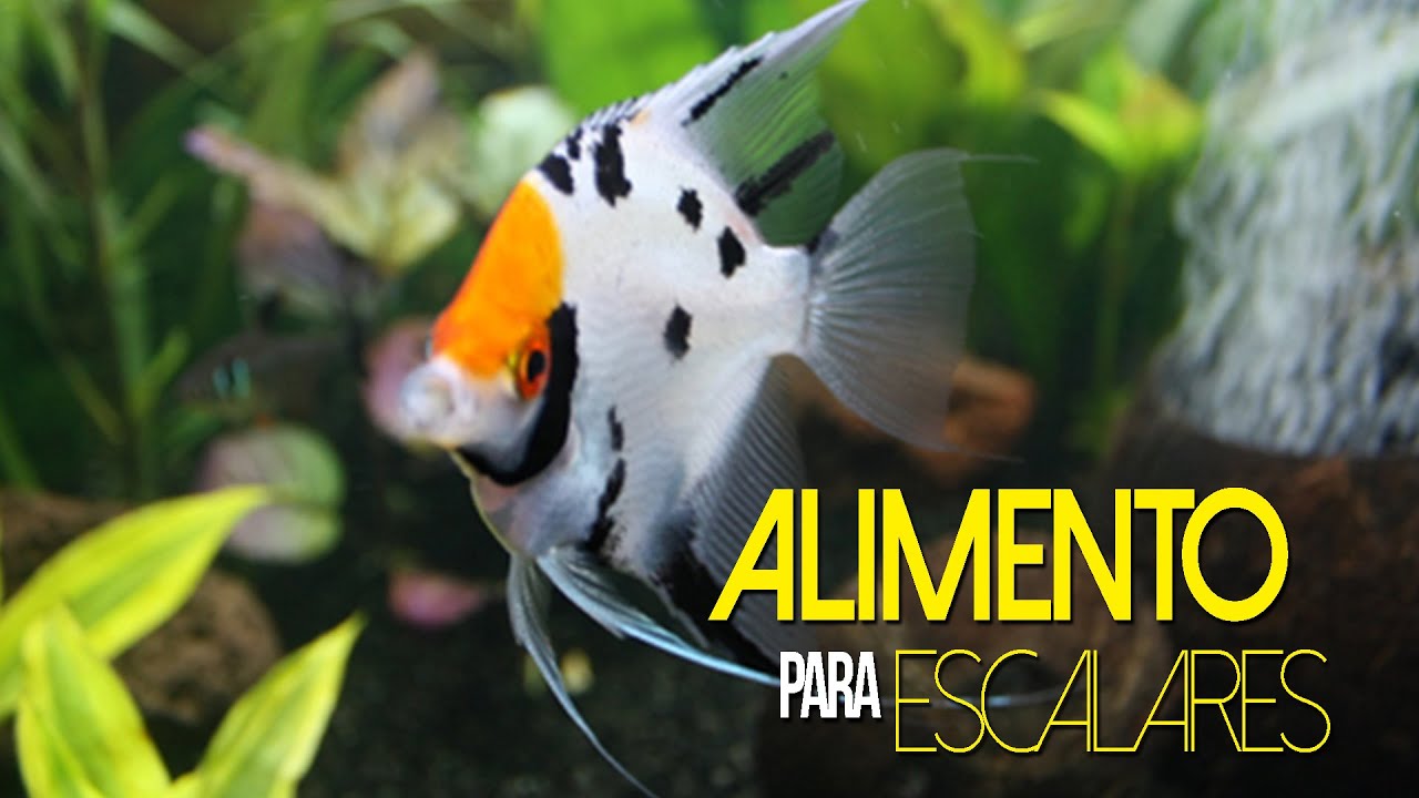 PEZ &Aacute;NGEL / PEZ ESCALAR ALIMENTACI&Oacute;N