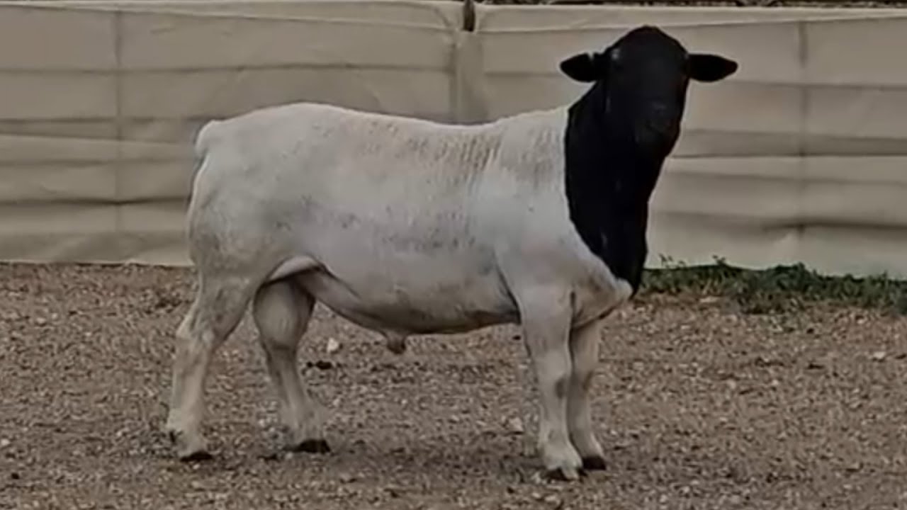 Dorper Rams Lots 25   46