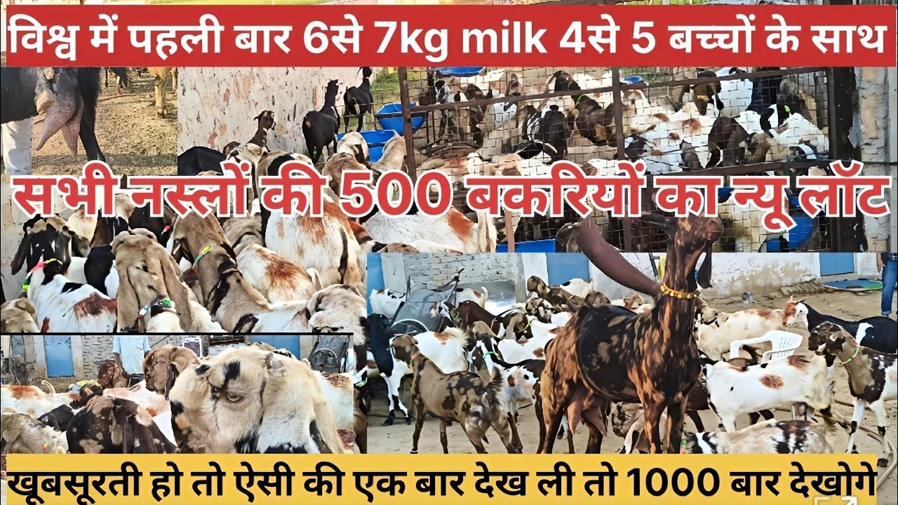 सभी नस्लों की 500 बकरियों का न्यू लोट 😍6 से 7 kg milk🐄 4 से,5 बच्चों के साथ 🐐💯🇮🇳