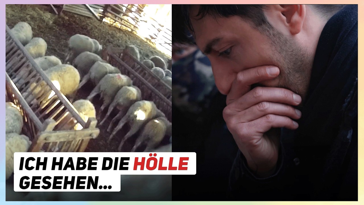 Ich bin in eine Schäferei eingebrochen