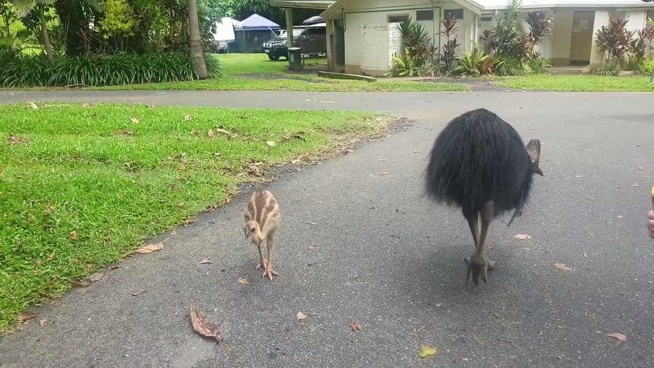 Southern cassowaries at Etty Bay