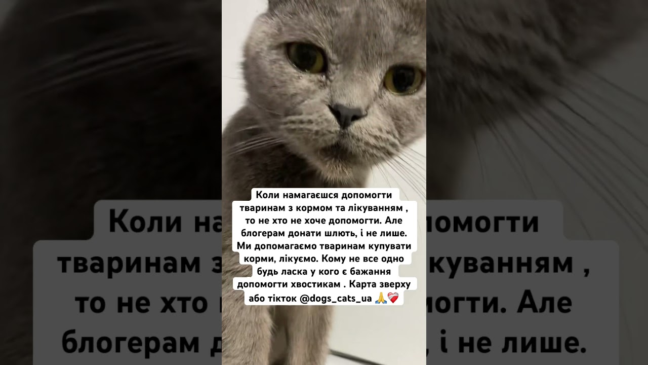 🥺🙏 #youtube #cat #dog #ukraine #help