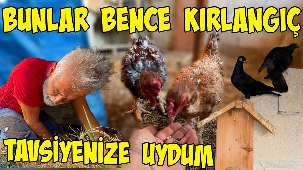 BUDAPEŞTELERİN KANADI AÇILDI IŞIK HIZIYLA KAÇIYORLAR /DONG TAOLAR YENİ YERİNDE /KEÇİLERE KESİN ÇÖZÜM
