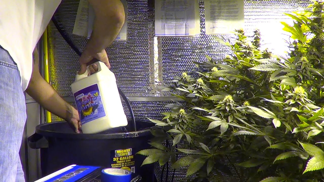 Beginning of week 5 flower, Botanicare PureBlend Pro + additives feeding schedule... dose by dose...
