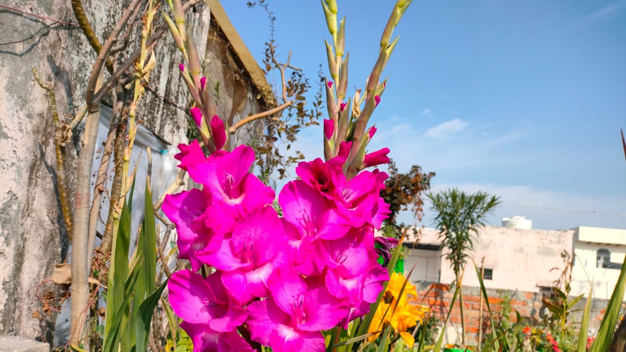 Gladiolus ki bahaar