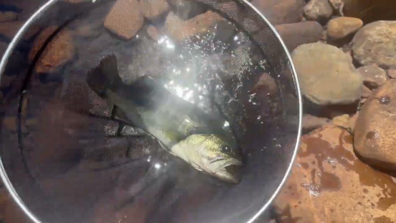 Ep.5 Catching huge Largemouth Bass on Tenkara- Warm Water Speicies