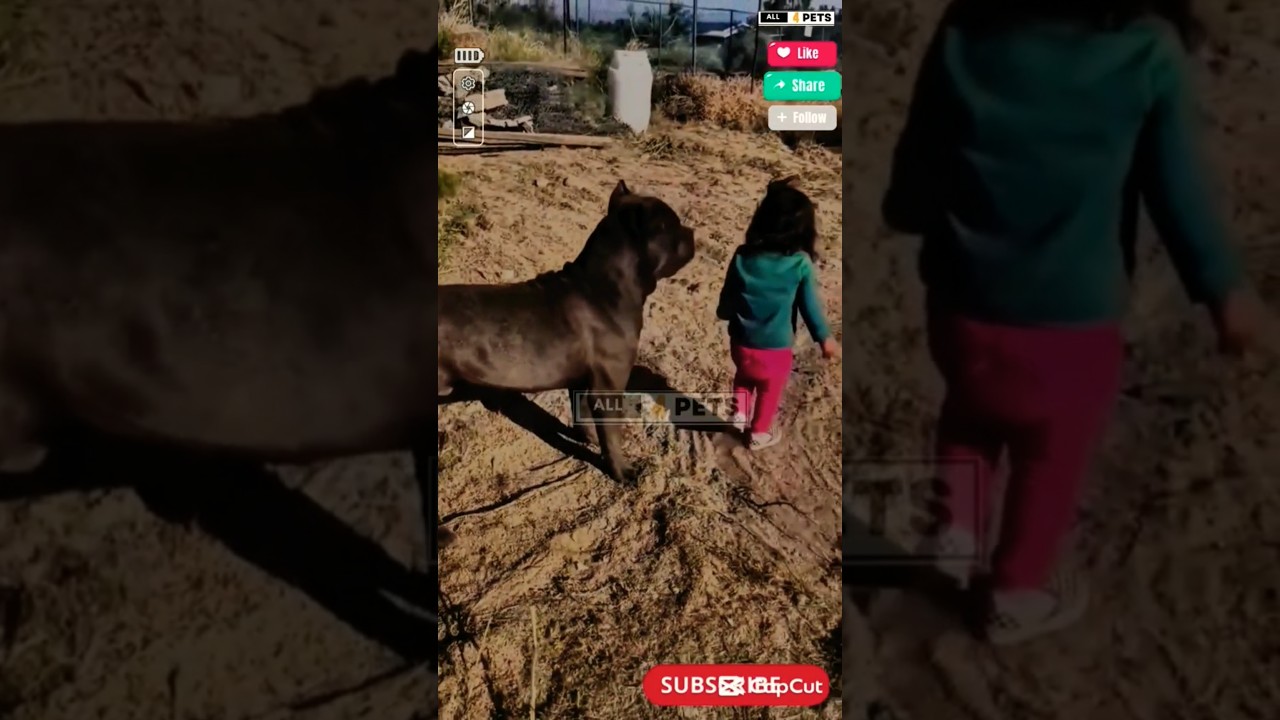 Canecorso dog Protecting the Baby #youtubeshorts #shorts #canecorso