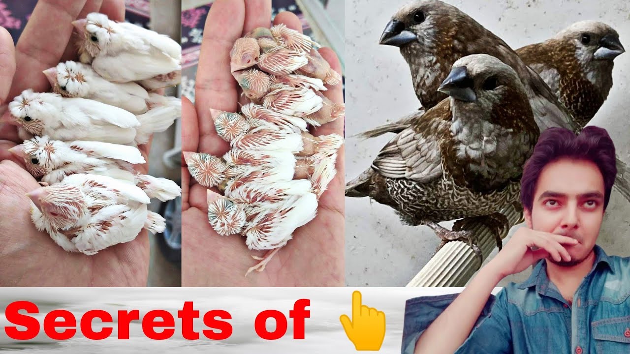 Birds Breeding Business Part 340 Urdu Hindi Punjabi | Bangles Society finch in fostering process