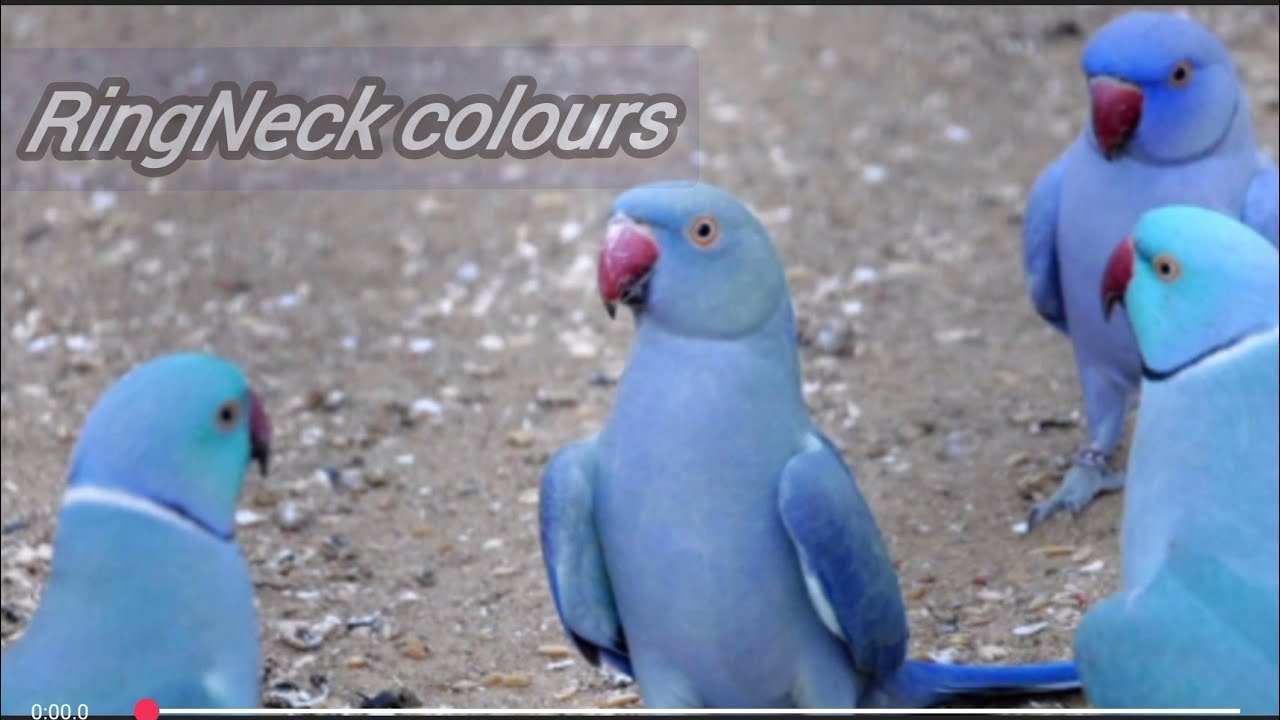 Colourful Ringneck Parrots Before Breeding Session Healthy Diet Breeding Formula (HOME OF PARROTS)