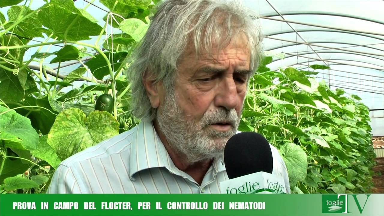 FOGLIE TV - Prova in campo del Flocter, per il controllo dei nematodi