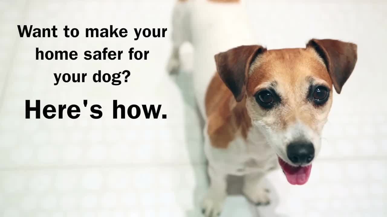 Top Tips for Dog-Proofing Your Home