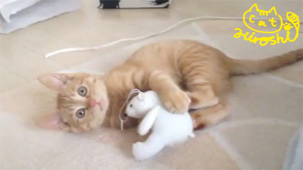 茶トラ子猫「ひろし」自宅帰宅。奇妙な動き・・・と思ったらこっちにッ！ Funny cat video: Crazy jump