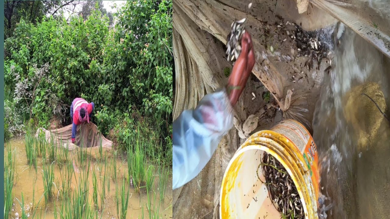 kheto mein.machli pakad rahe hai #fishing by Village boy AK#fishing