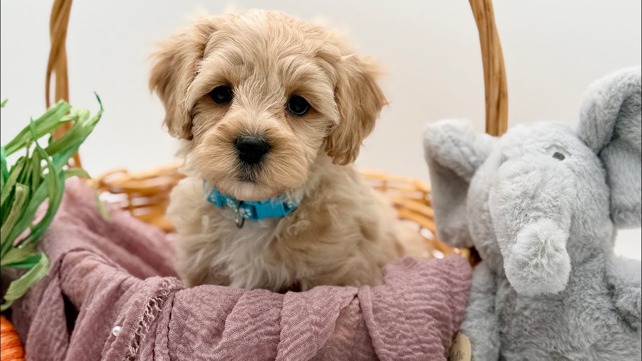 Maltipoo spring playday! 3 available Maltipoo puppies! 