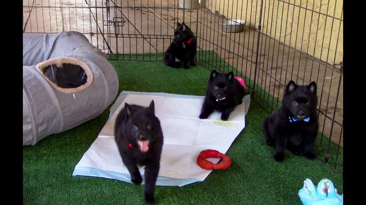 Thunder puppies are the cutest Schipperke puppies ever!