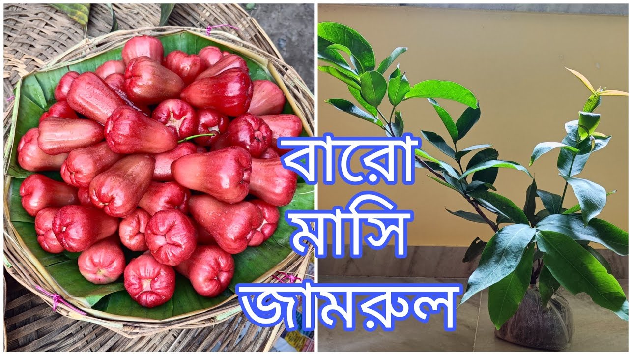 থাই লাল ল্যাংচা জামরুল | Thai Red Missile Waterapple | বারো মাসি জামরুল