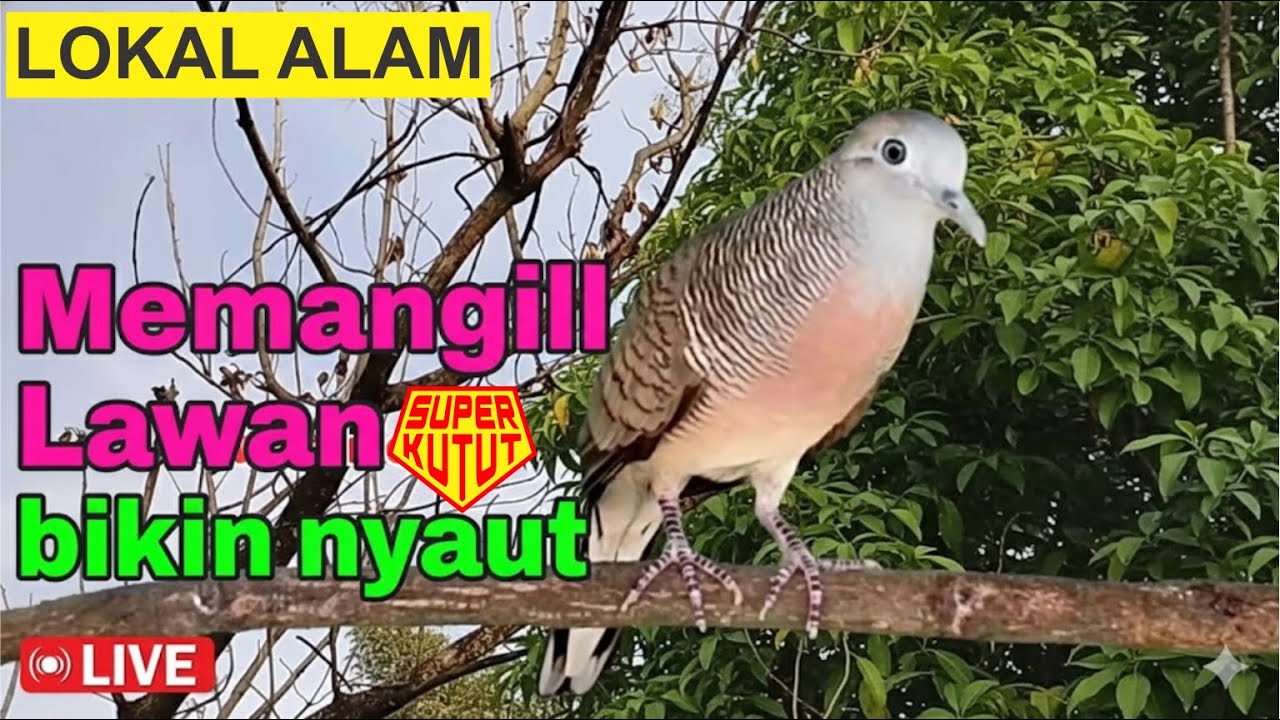 Perkutut Lokal Gacor - suara memancing bunyi